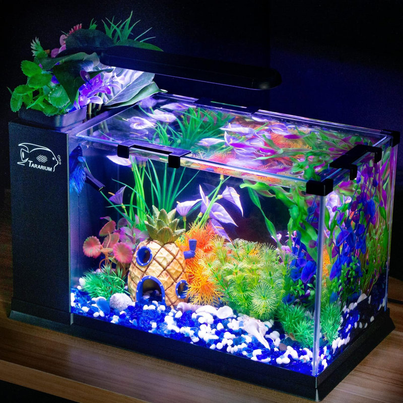 ToccoLeggero 5 Gallon Fish Tank Glass Small Aquarium Starter Kits Self Cleaning With LED Light Filter For Betta Shrimp Guppy Jellyfish Goldfish Beta Room Decor Desktop Gifts Wayfair